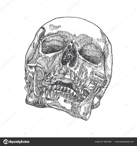 Anatomic Skull Hand Drawn Sketch Stock Vector Image By ©goldenshrimp