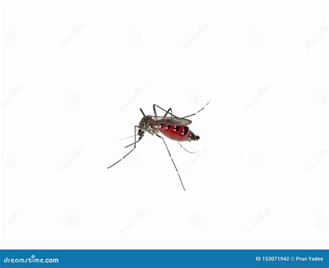 Mosquito Isolated On White Background Stock Photo Image Of Gnat