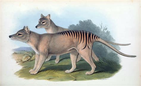 10 Facts About The Tasmanian Tiger