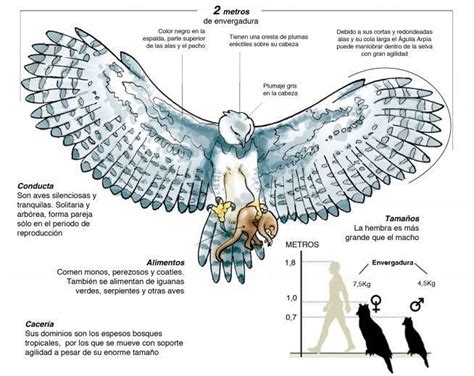 El águila Arpía Majestuosidad Y Garra Haiman El Troudi