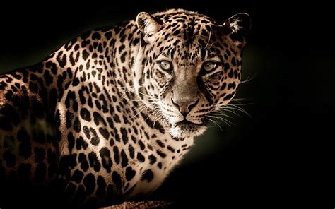 Leopard Wildlife Predators Hd Wallpaper Peakpx