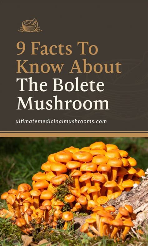 9 Facts To Know About The Bolete Mushroom Umm