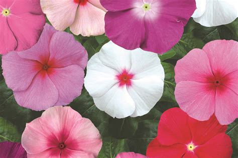Vinca Mixed Pohlmans The Plant People Phone 07 5462 0477
