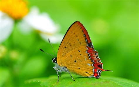 Beautiful Butterfly Imagespictures ~ Latest Images Free