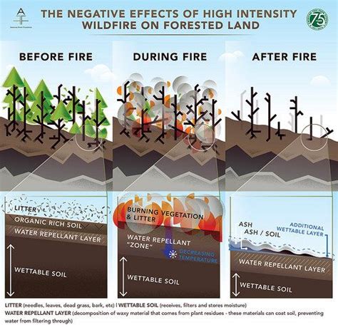 Western Water Threatened By Wildfire Forest Fire Soil Management