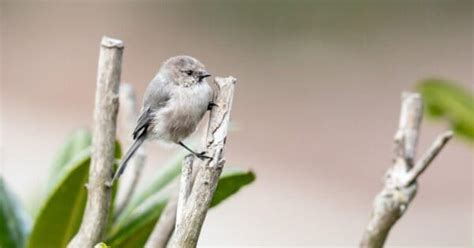 The Top 10 Smallest Birds In North America A Z Animals