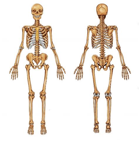Esqueleto Humano Cada Uno De Sus Huesos Y Partes Imágenes Totales