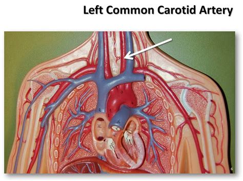 Left Common Carotid Artery The Anatomy Of The Arteries V Flickr