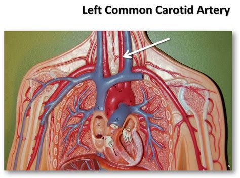 Labels include cephalic vein, brachial artery/vein, basilic vein, musculoskeletal nerve, ulnar collateral the right and left upper and lower limbs create a flow chart showing the major systemic veins through which blood travels… Left common carotid artery - The Anatomy of the Arteries V… | Flickr