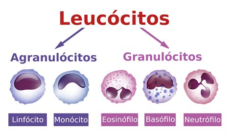 Biología 3ro Leucocitos