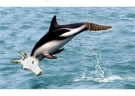 Penguins Whale Weird Funny Animals Whales Animales Animaux Penguin