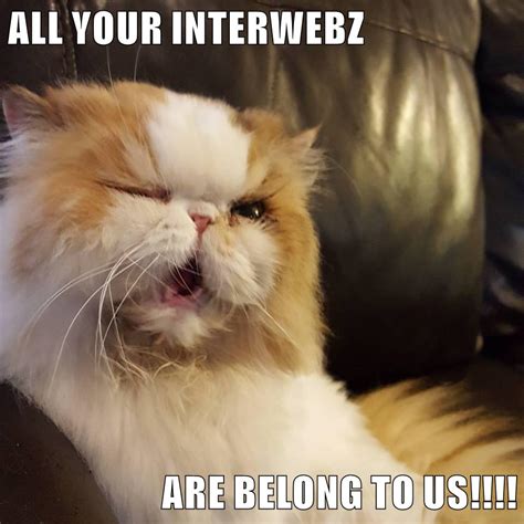 The First Step In World Domination Is Complete Lolcats Lol Cat Memes Funny Cats Funny