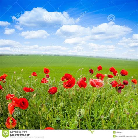 Close Up Of Red Poppy Flowers And Green Field Stock Image