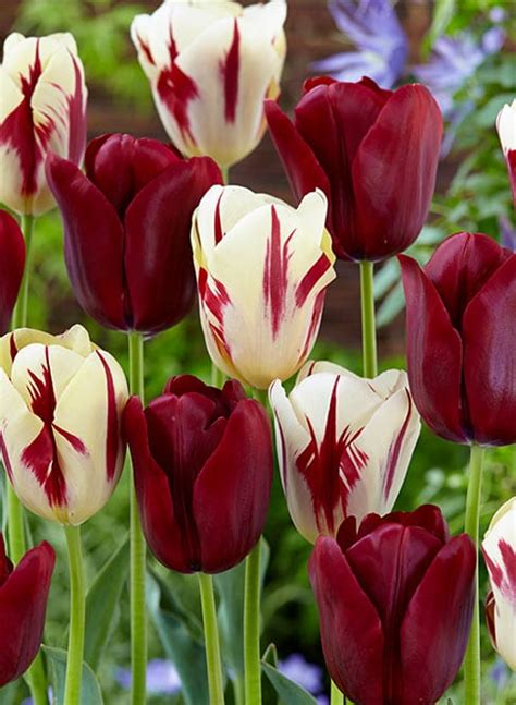 Spring flower bulb planting guides. Buy Bulb Box Perfect Match - David Domoney for John Lewis