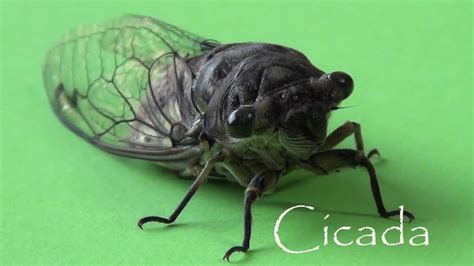 Rare Insects Cicada Sound And Video Youtube