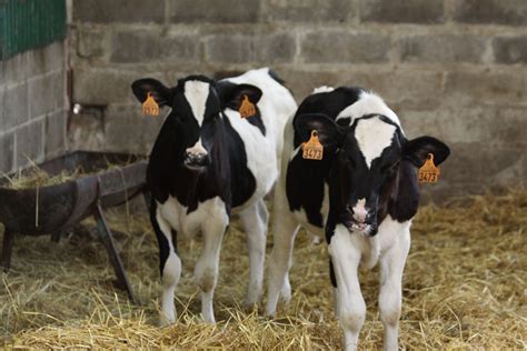 Vache Laitière Et Veau Limousin Cows Cattle Innocent Farm Animals
