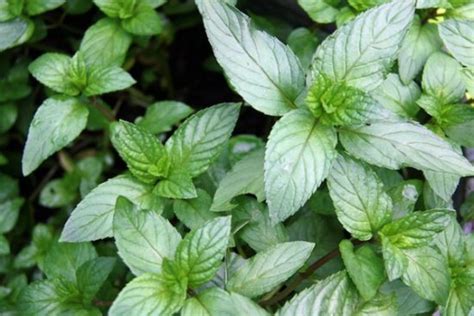 10 Growing Tips And Uses For Chocolate Mint Organic Authority