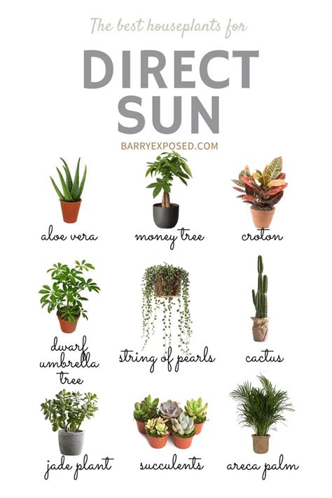 Direct Sun Plants Plants Sun Plants Hanging Plants