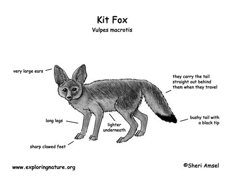 Fennec Fox Diagram
