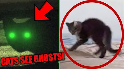 Scary Videos Of Cats Seeing Ghosts Caught On Camera Ghost Caught