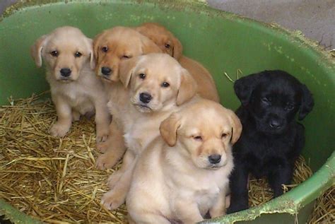Sitting pug, chihuahua and dachshund. Golden Labrador (Golden Retriever x Lab) Info, Temperament ...