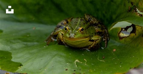 Frog Perch On The Green Leaf Photo Free Schweiz Image On Unsplash