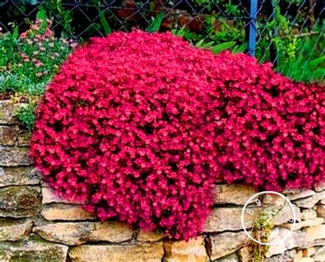 Creeping thyme coccineus group, wild thyme coccineus group, red creeping thyme. Related image | Flower seeds, Rose seeds, Perennials