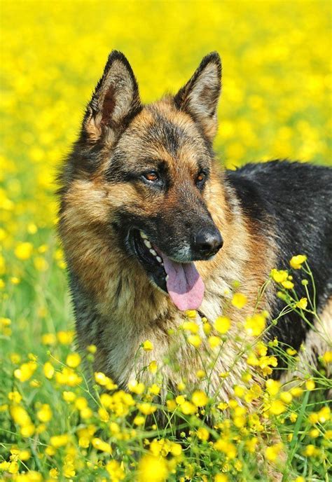 This German Shepherd Loves Playing In The Meadow Find More Cute Pups