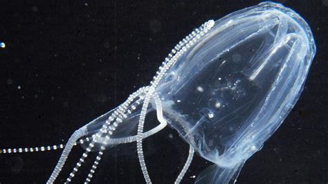 Irukandji Jellyfish Warning For Visitors To Was Ningaloo Reef News
