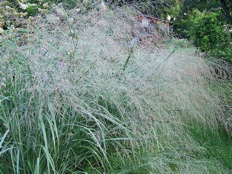 Panicum Virgatum Prairie Sky Blue Switchgrass Baker Environmental