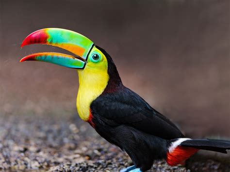 Toucan Tropical Exotic Colored Birds Colorful Beak Yellow Breasts Full Hd Wallpapers 3840x2400