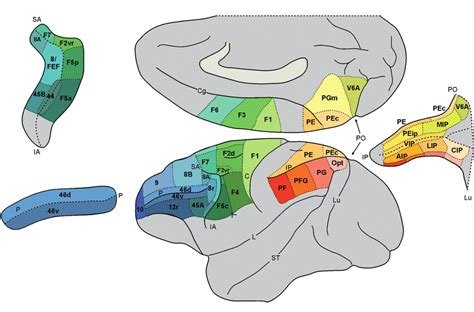 Lateral And Mesial Views Of The Macaque Brain Showing Parcellation Of