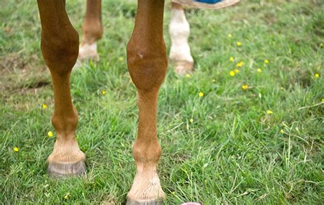 Splints In Horses Causes Diagnosis And Treatment Options