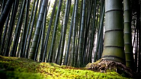 Bamboo Forest Wallpaper For Home WallpaperSafari
