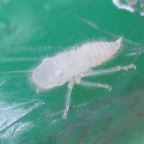 Tiny Translucent Bug Paraulacizes Irrorata Bugguidenet