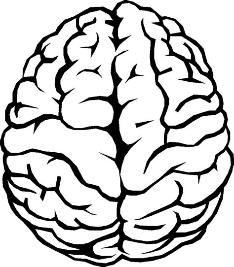 Download Brain Outline Png Image For Free