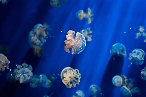 วอลเปเปอร์ สีน้ำเงิน ใต้น้ำ แมงกระพรุน แนวประการัง พิพิธภัณฑ์