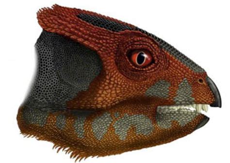 Scientists Find New Species Of Horned Dinosaur