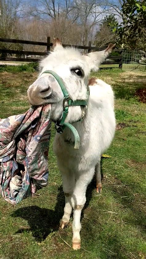My Donkey Sully Playing With His Favorite Toy An Old Balled Up Sheet