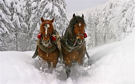 Horse Drawn Carriage In Snow Hd Desktop Wallpaper High 2560x1600px