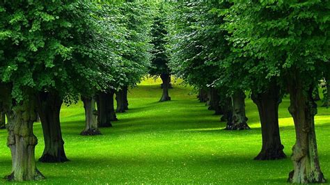 Green Grass Path Between Trees In Park Nature Hd Wallpaper Peakpx