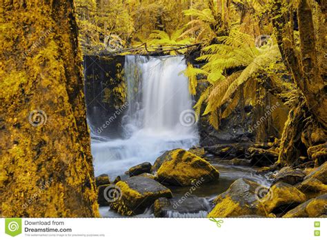 Horseshoe Falls In Mount Field National Park Stock Image Image Of