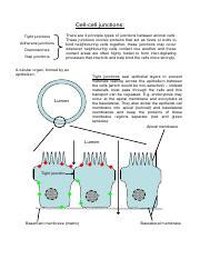 The red blood cells make up the blood, while the nerve cells make up the nervous system tissues. Cell Junctions.pdf - Cell-cell junctions There are 4 ...