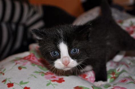 Free Images Kitten Black Cat Whiskers Vertebrate Small To Medium