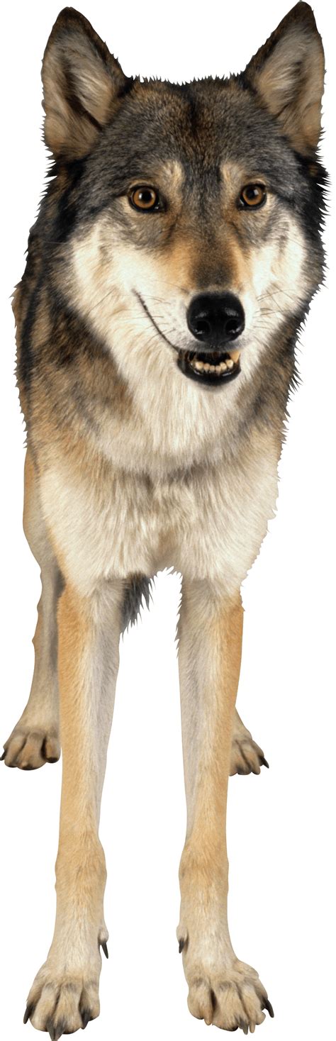 Wolf Png Free Wolf Png Transparent Images 2738 Pngio
