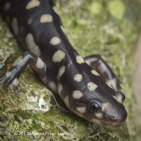 F Eastern Tiger Salamander Ambystoma Tigrinum Flickr