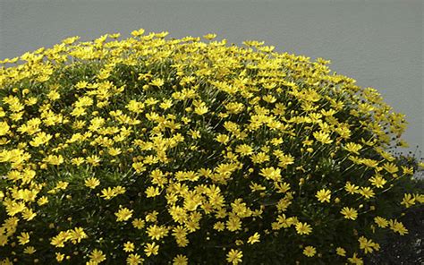 Daisy Yellow Bush For Sale Naples