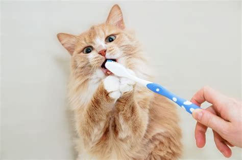 Cat Teeth Cleaning A Pet Owners Guide Somerset Vet