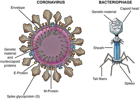 What Is The Coronavirus Virus Science Explained Caltech Science Exchange The Best Porn