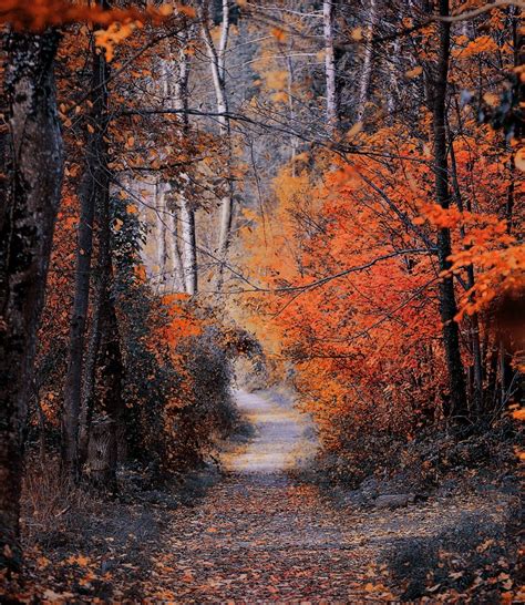 A Walk Through A Fairy Tale Background Images Wallpapers Autumn